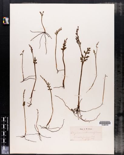 Botrychium