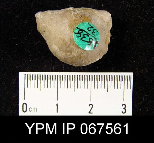 Stropheodonta equistriata