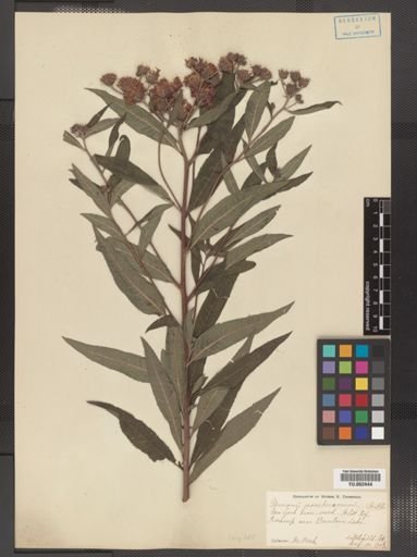Vernonia noveboracensis