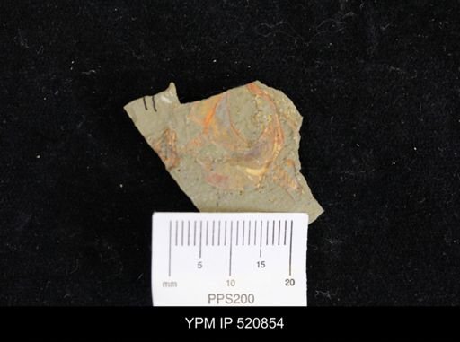 Thoralicystis sp.