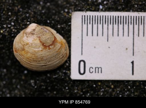 Limopsis striatopunctatus