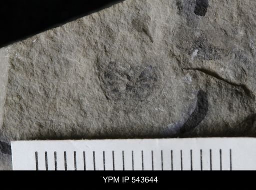 Pseudoniscus sp.