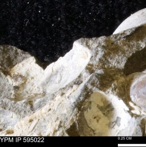 Protocardia sp.