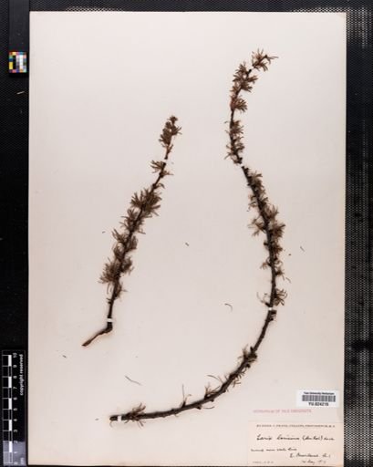 Larix laricina