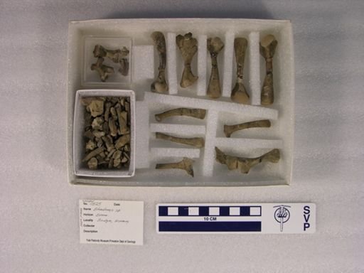 Echmatemys sp.