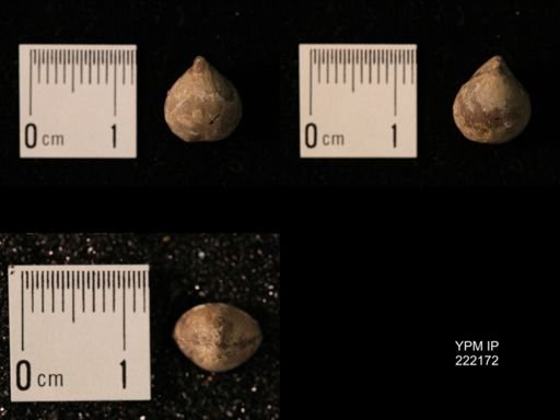 Composita lewisensis