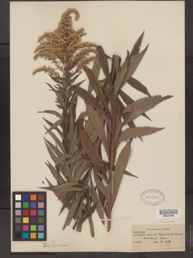 Solidago altissima