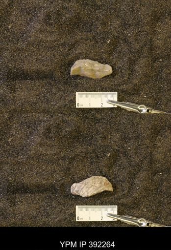 undet. Scaphitidae