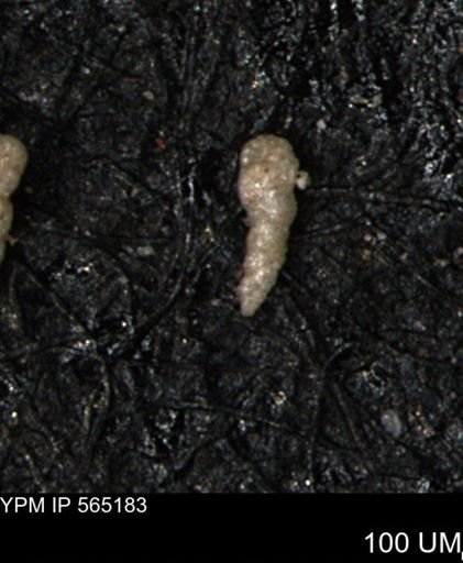 Verneuilinoides kansasensis