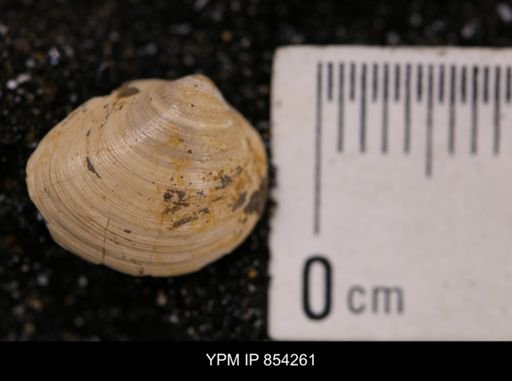 Limopsis striatopunctatus