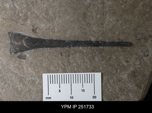 Eurypterus sp.