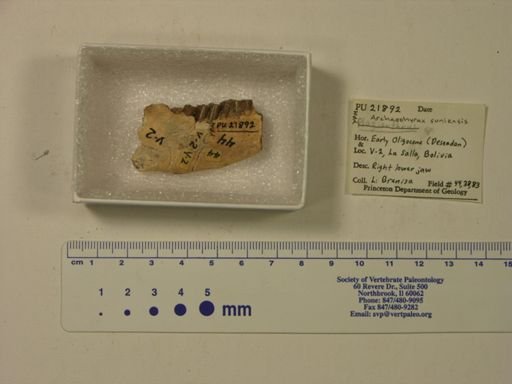 Archaeohyrax suniensis