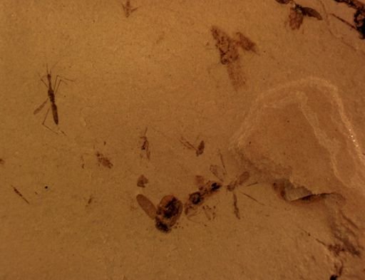 undet. Hydrometridae