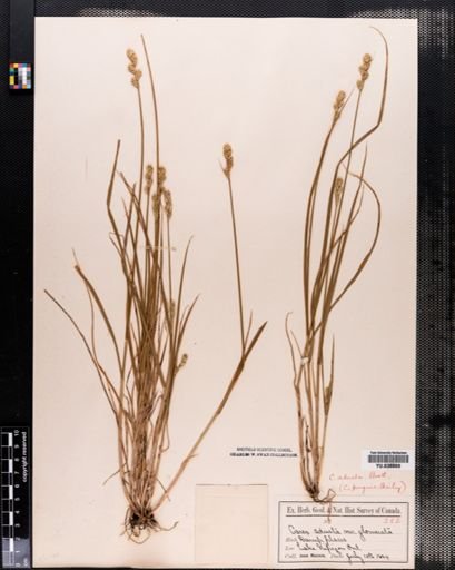 Carex adusta