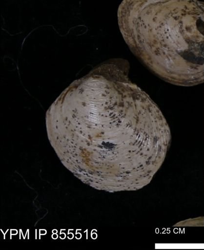 Limopsis striatopunctatus
