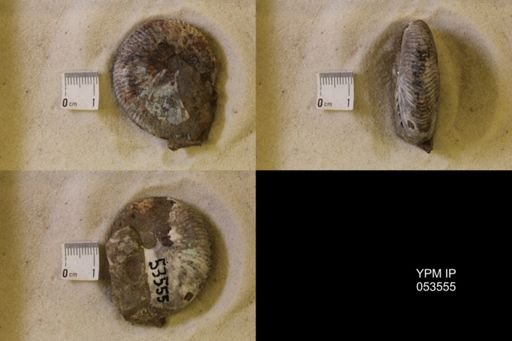 undet. Scaphitidae