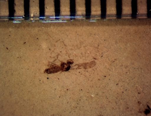 undet. Diptera
