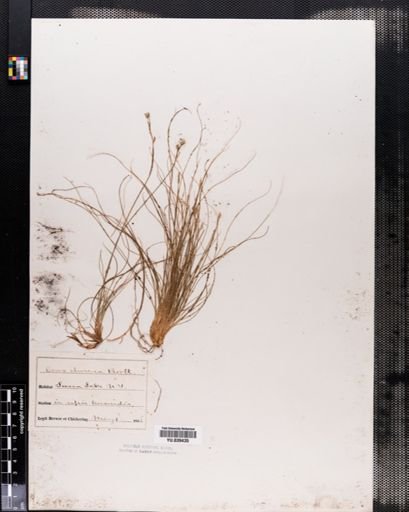 Carex eburnea