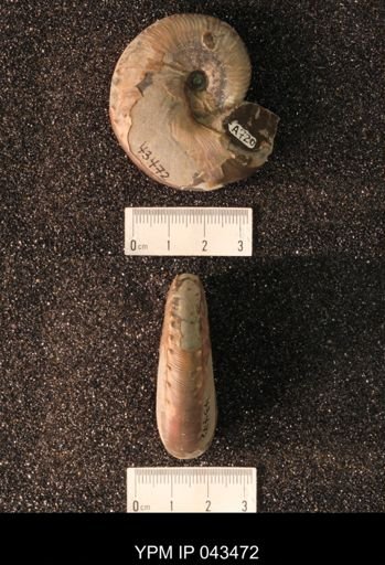 Hoploscaphites nicolletii