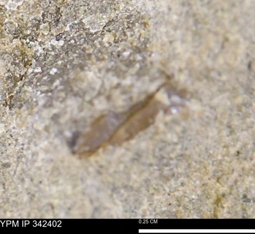 undet. Mollusca