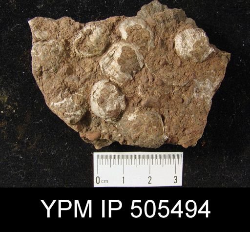 Marginifera muricata