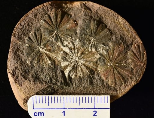 Annularia sphenophylloides