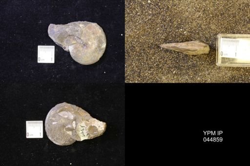 Sphenodiscus lenticularis