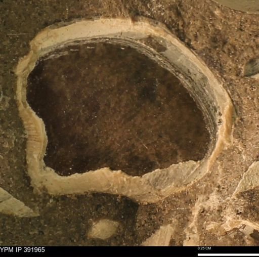 Protocardia sp.