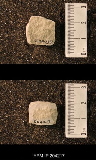 Hexapoda