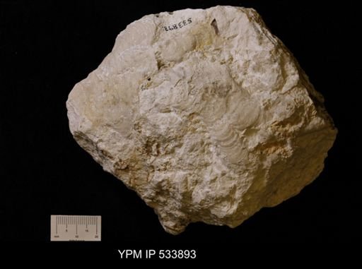 Lyttonia?