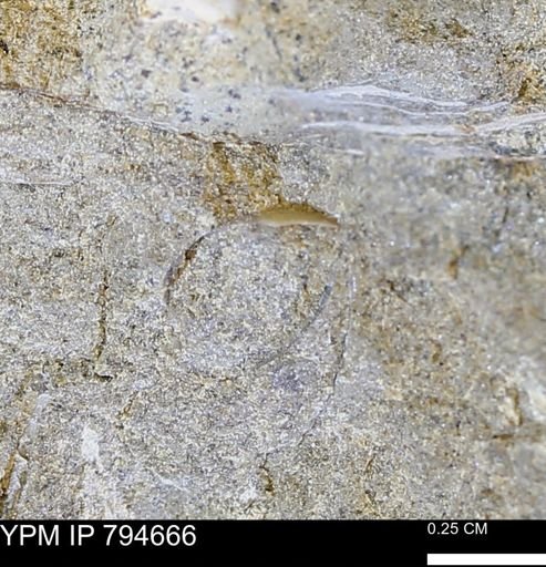 undet. Mollusca
