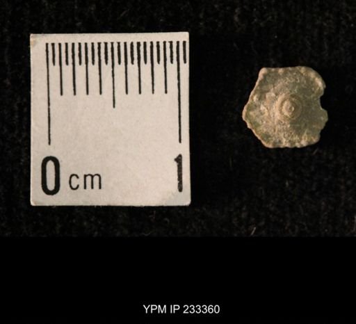 Archaeocidaris sp.