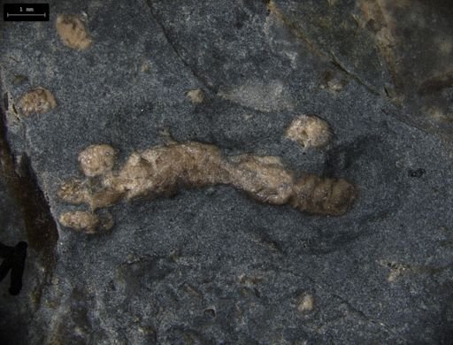 Aplocoma damesii