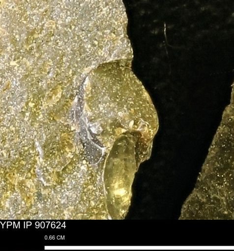 undet. Mollusca