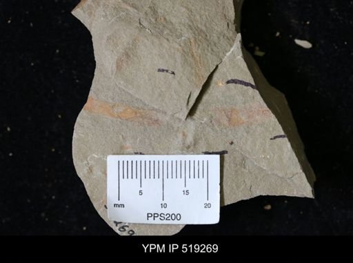 undet. Annelida