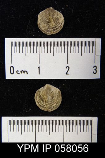 Atrypa reticularis