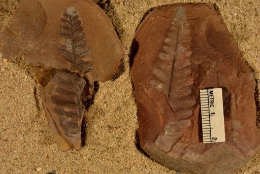 Pecopteris
