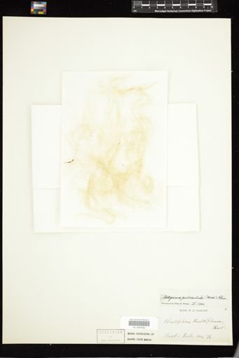 Cladophora pulverulenta