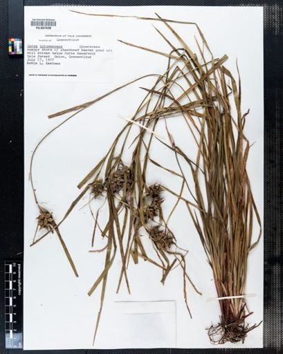Carex intumescens