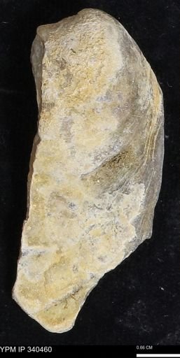 Ostrea glabra