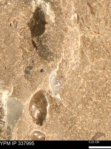 undet. Bivalvia