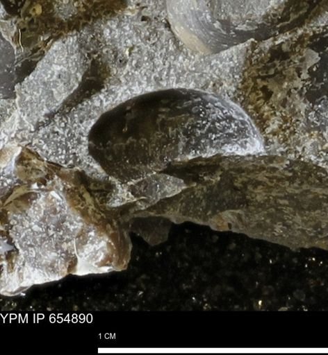 undet. Bivalvia