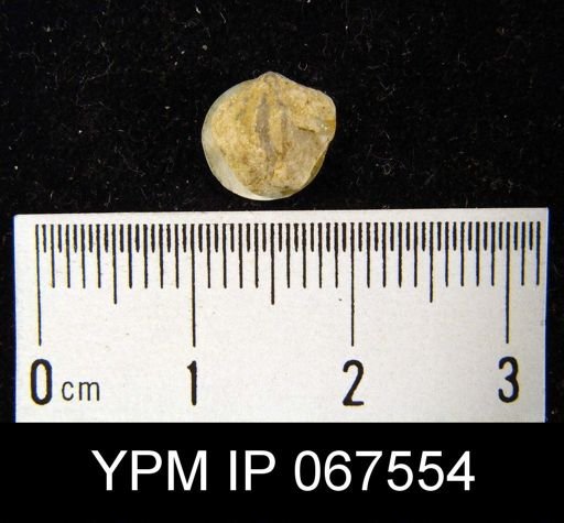 Atrypina imbricata
