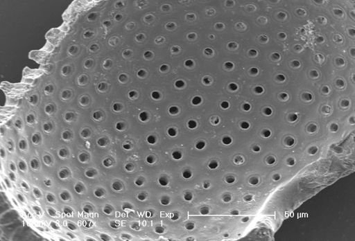 Globigerinoides ruber