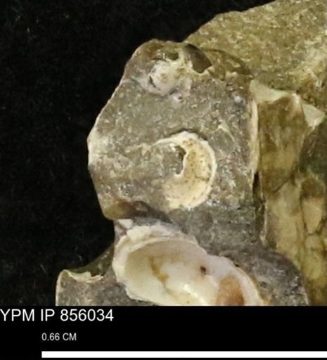 undet. Gastropoda