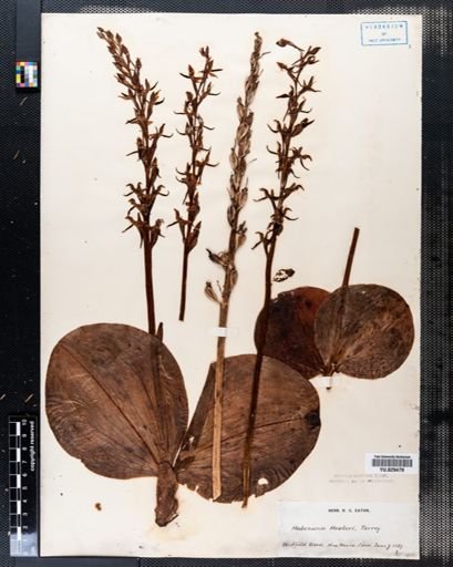 Habenaria hookeri