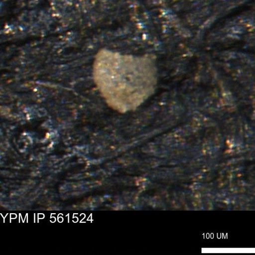 Miliammina ischnia