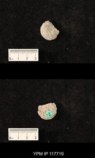 undet. Gastropoda