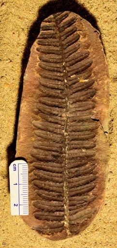 Pecopteris