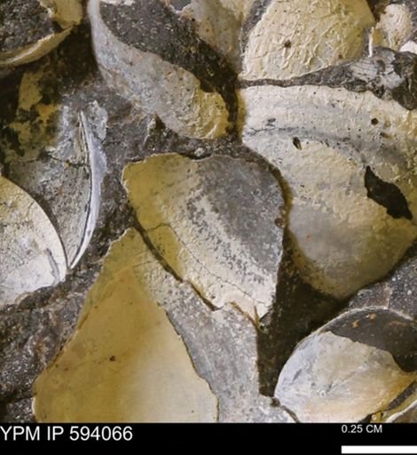 Limopsis? striatopunctatus